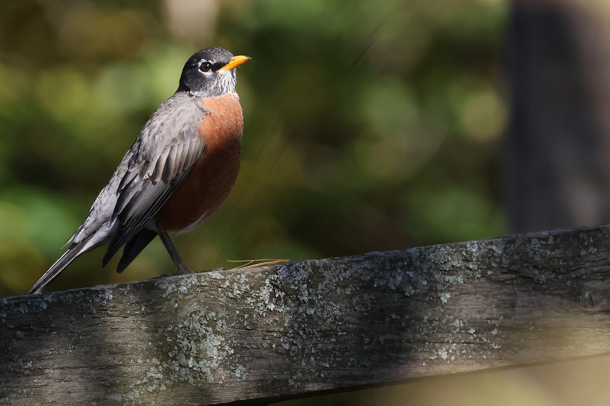 eBird Checklist - 18 Oct 2026 - John James Audubon Center at Mill Grove ...
