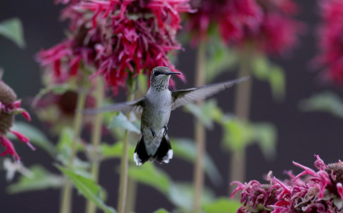 Colibri à gorge noire - ML66717831