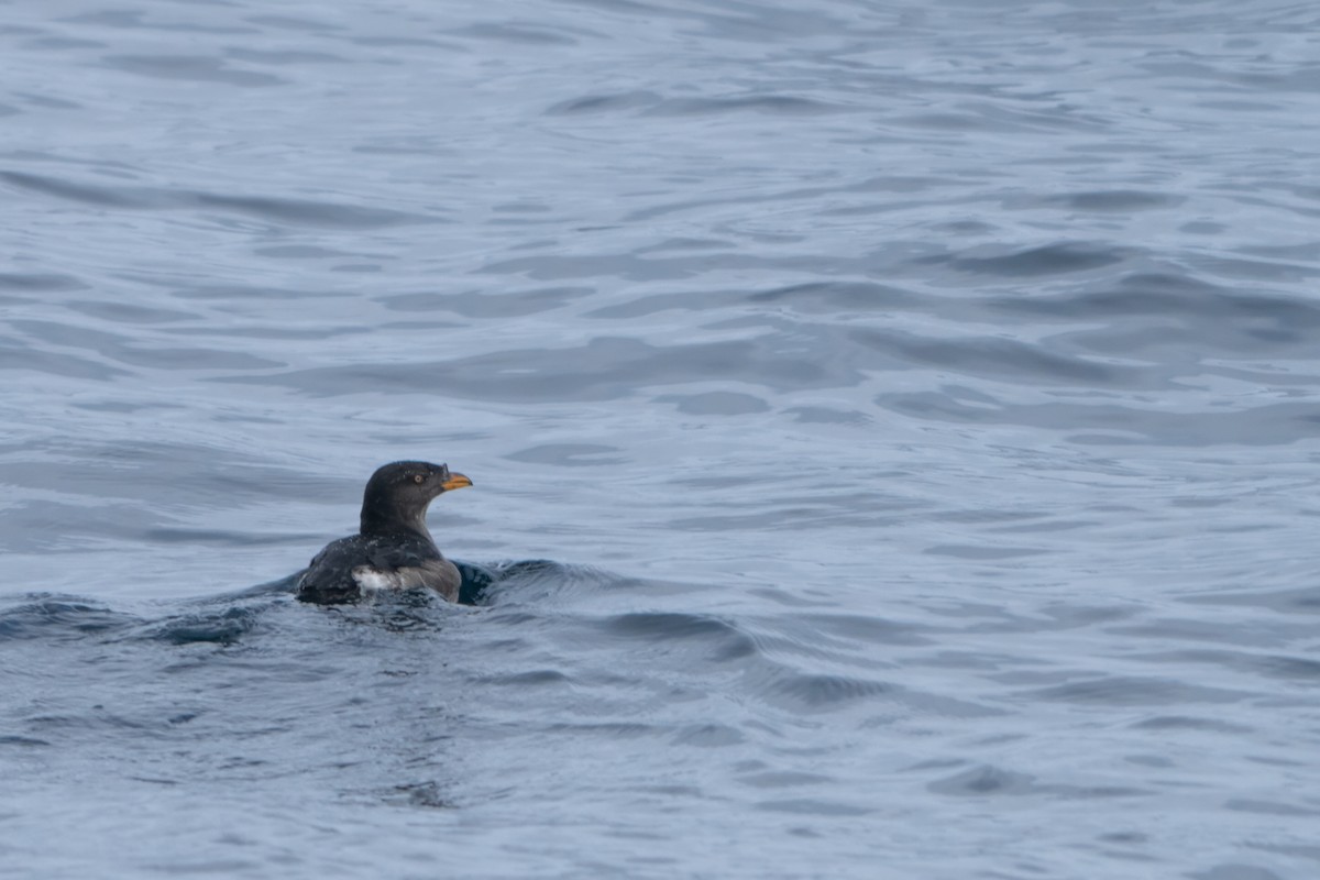 eBird Checklist - 11 Oct 2026 - Monterey Seabirds Pelagic 36.61967 ...