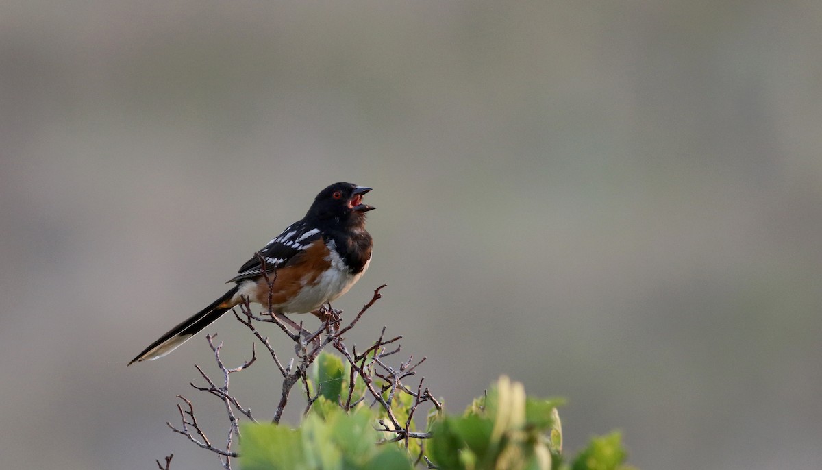 Spotted Towhee (maculatus Group) - Jay McGowan