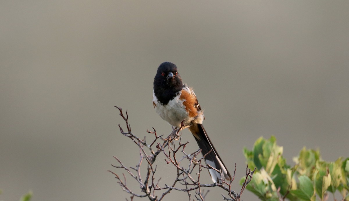 Toquí Moteado (grupo maculatus) - ML66718731