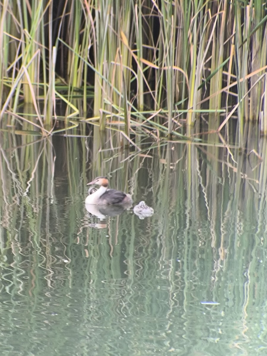 eBird Checklist - 19 Oct 2026 - 汾河公园--南内环桥 (Fenhe Park--S Inner Ring Rd ...