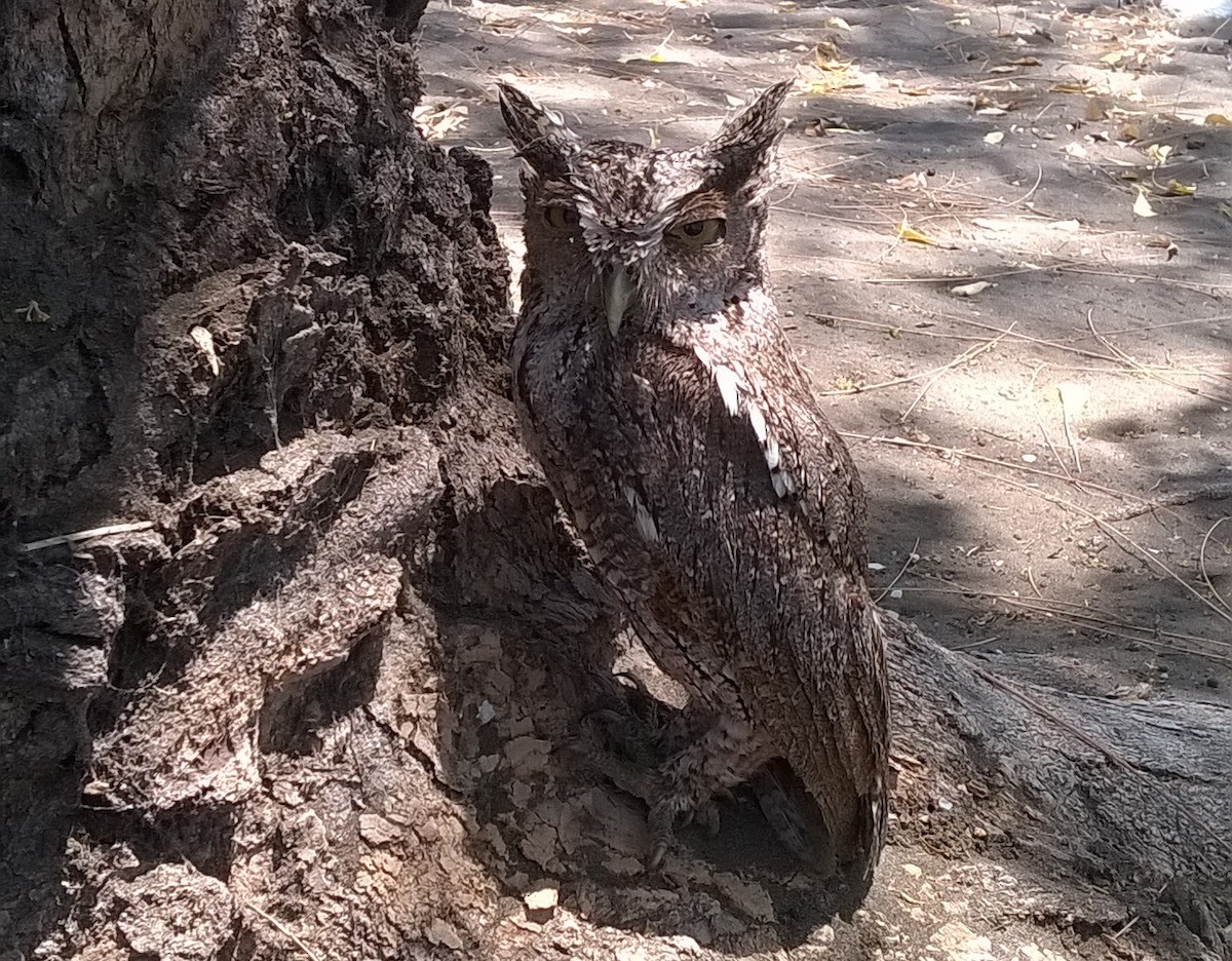 Pacific Screech-Owl - ML66719391