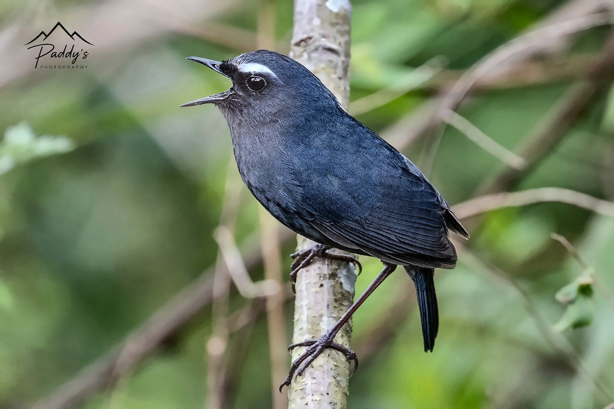 ML667198553 - Himalayan Shortwing - Macaulay Library