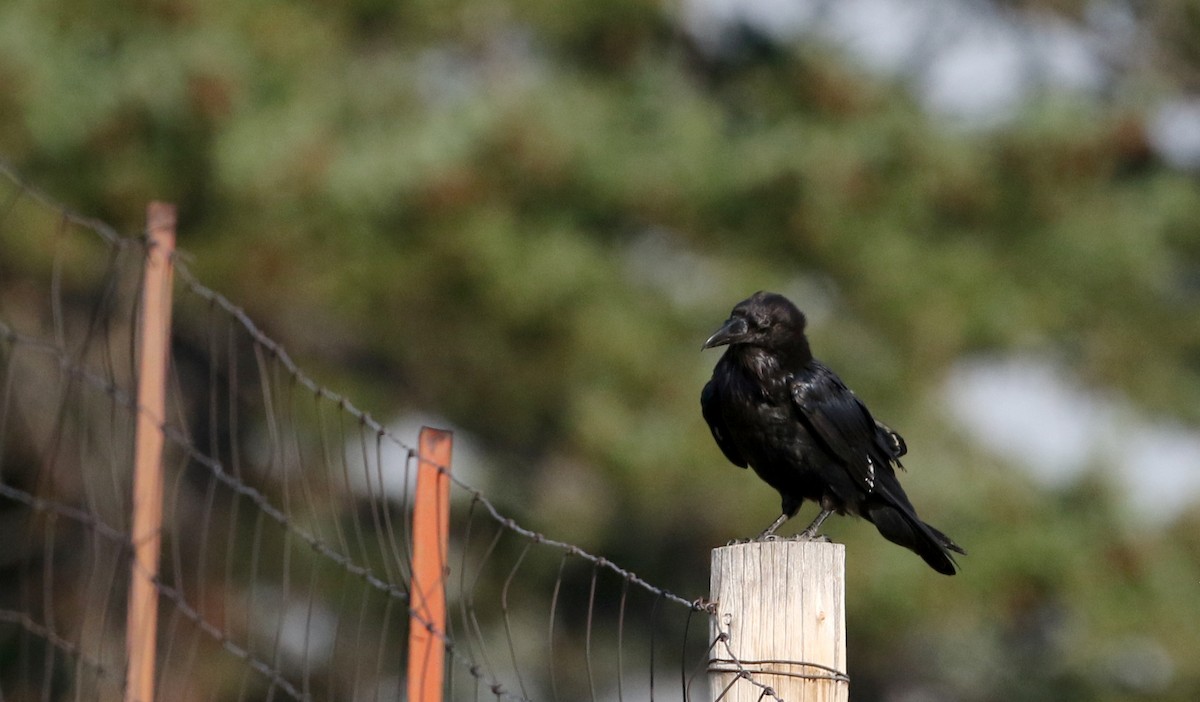 Common Raven - Jay McGowan