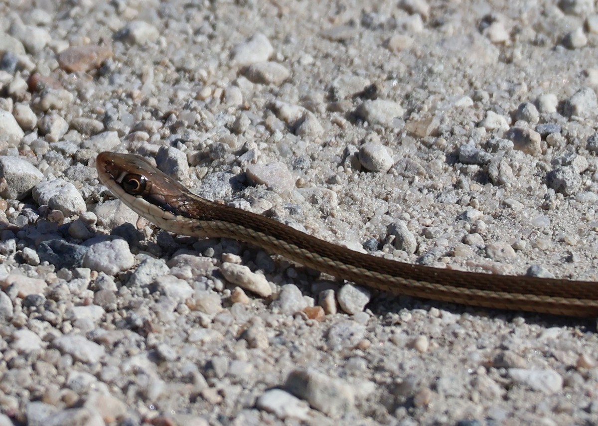 ML667201156 - Peninsula Ribbon Snake - Macaulay Library