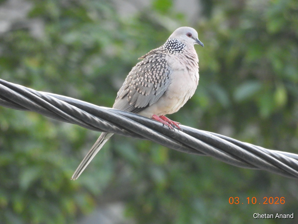 eBird Checklist - 3 Oct 2026 - KC Layout, Mysuru - 43 species