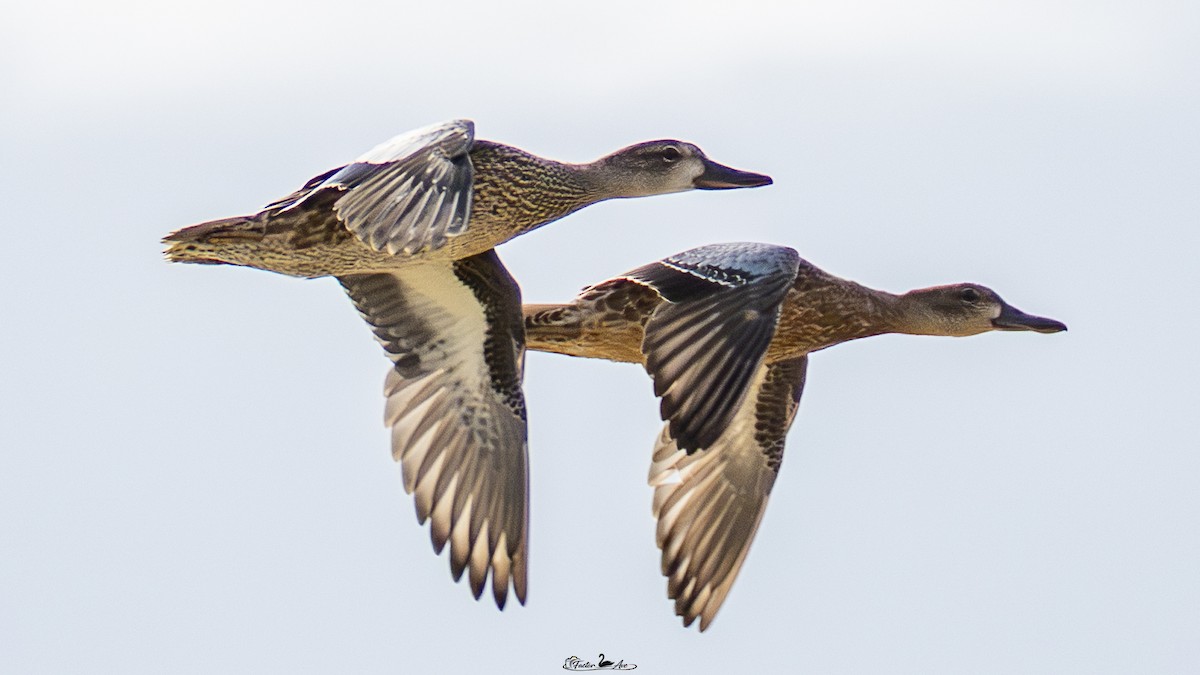 eBird Checklist - 18 Oct 2026 - Reserva Estatal el Palmar, Hunucmá MX ...