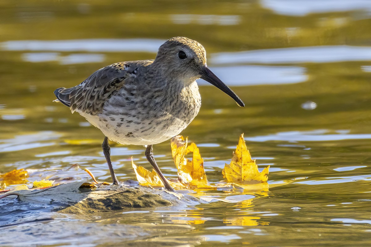 eBird Checklist - 19 Oct 2026 - RN de Pointe-Yamachiche - 10 species