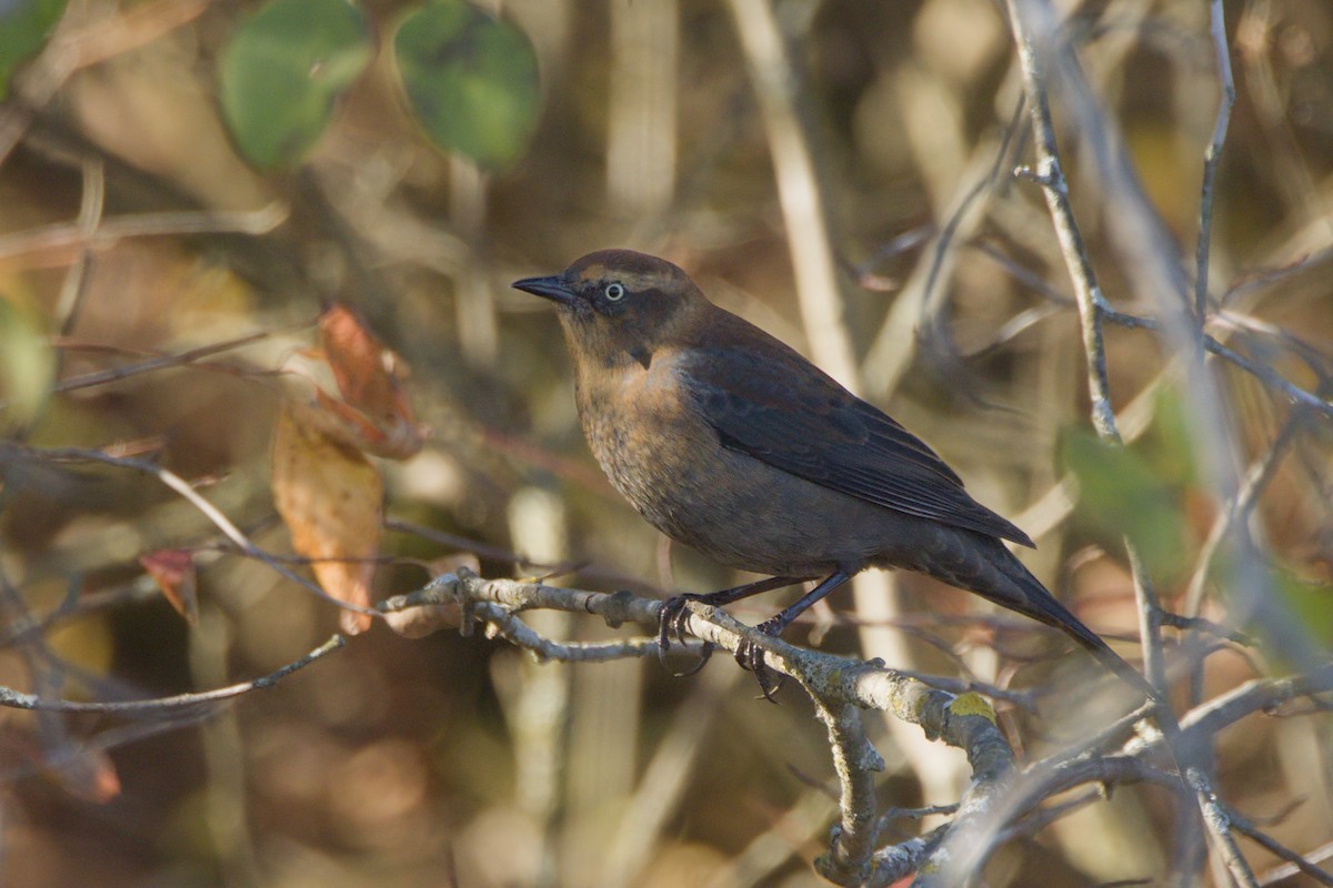 eBird Checklist - 19 Oct 2026 - Dead Creek WMA IBA--Farrell Access - 15 ...