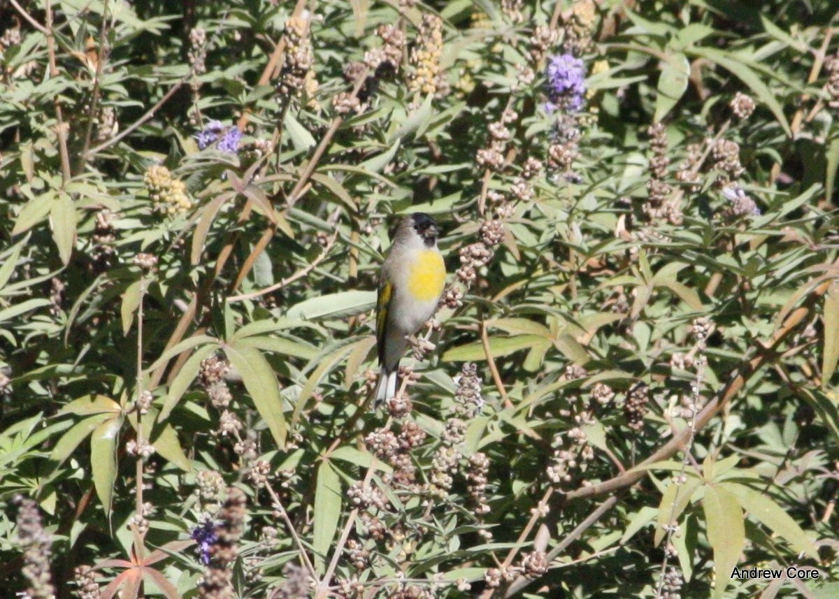 Lawrence's Goldfinch - ML66722511