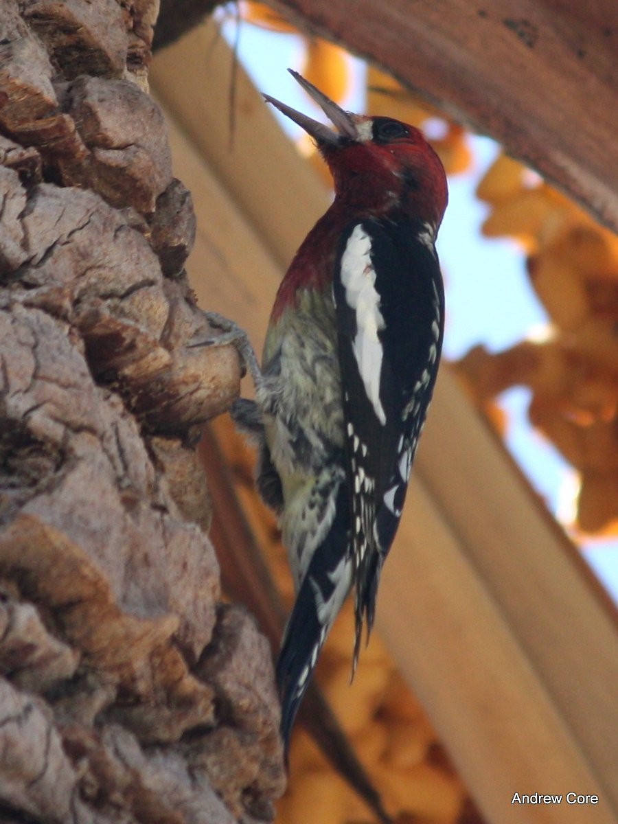 Red-breasted Sapsucker - ML66723181