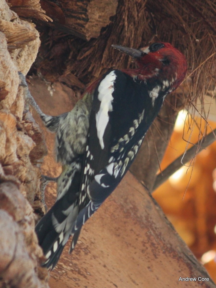 Red-breasted Sapsucker - ML66723191