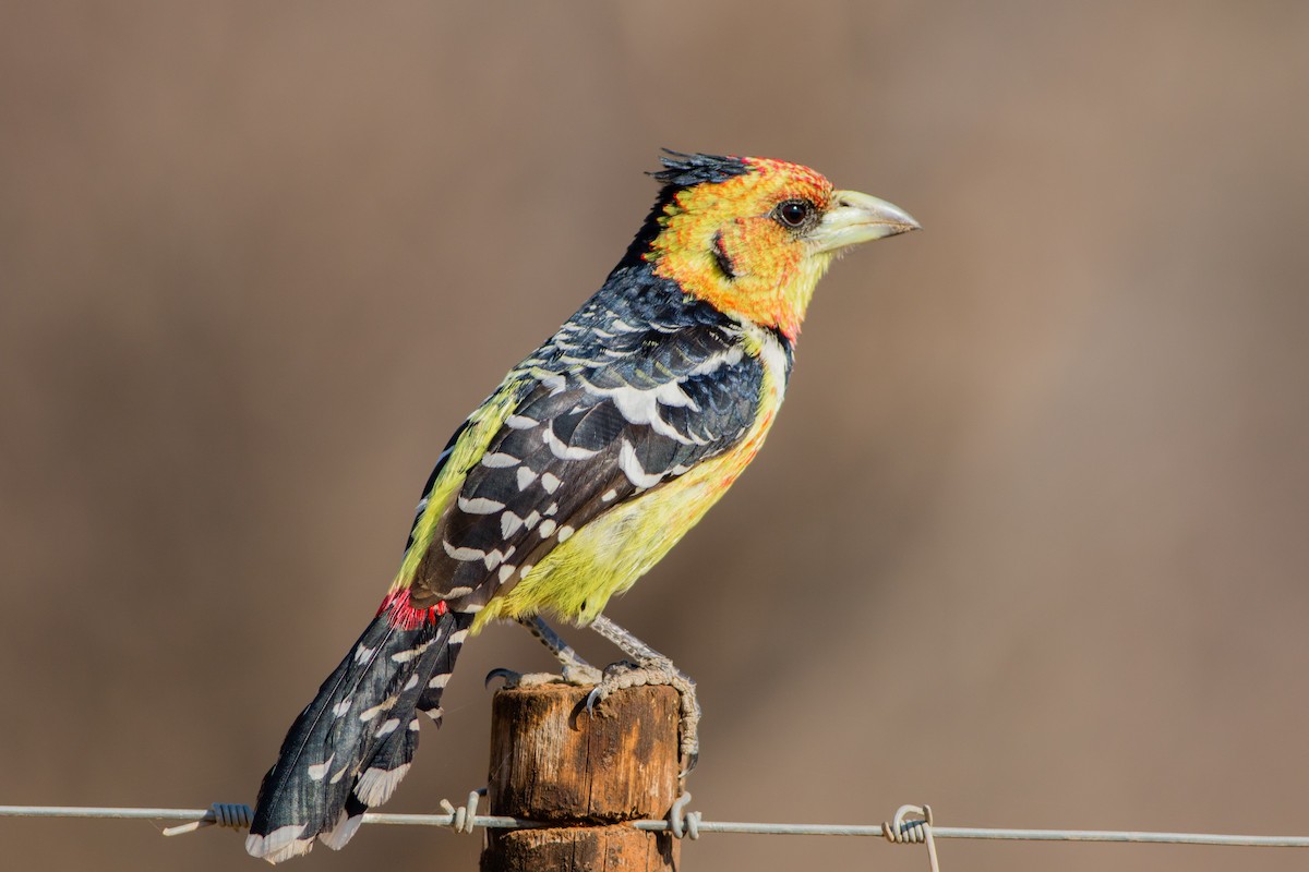 Crested Barbet - ML66723311