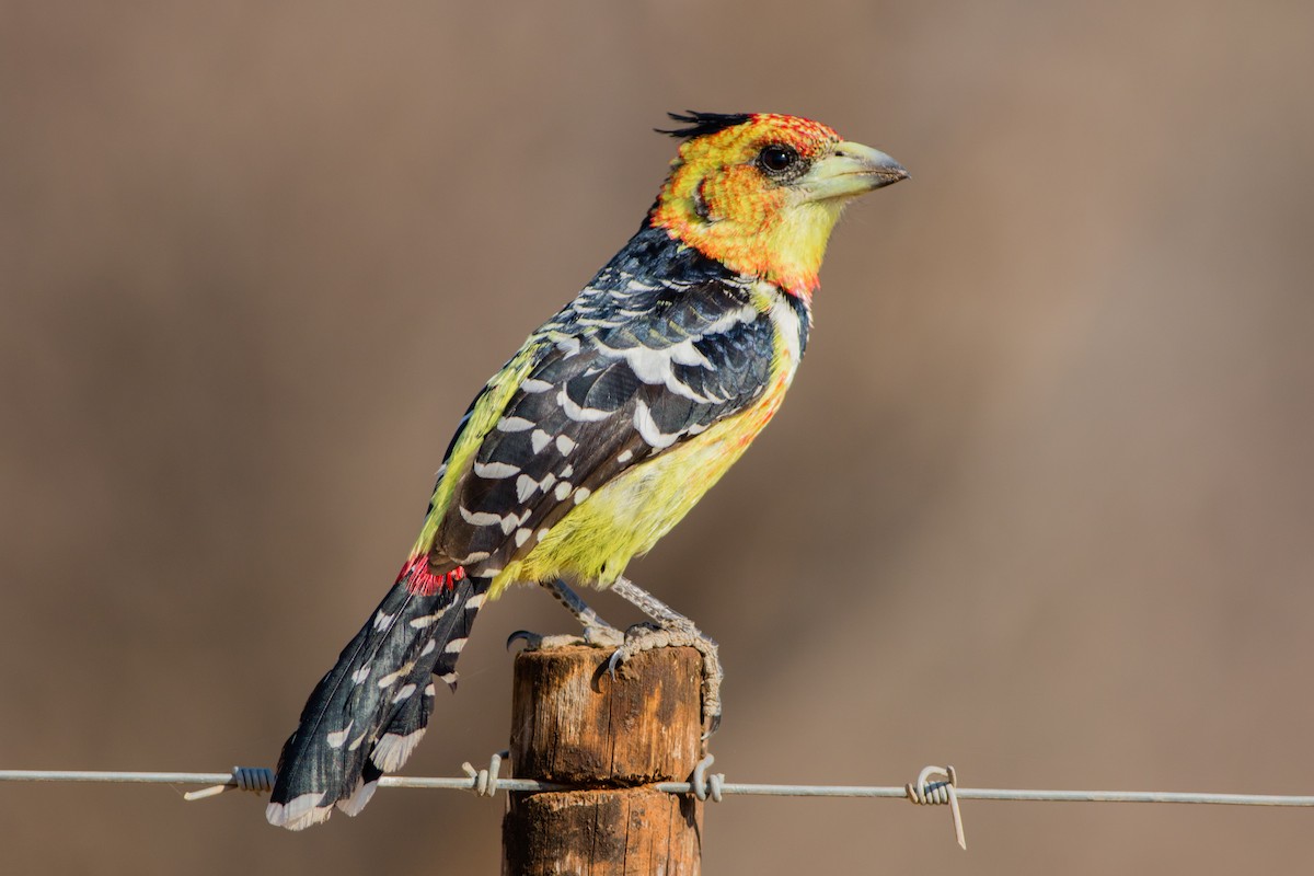 Crested Barbet - ML66723381