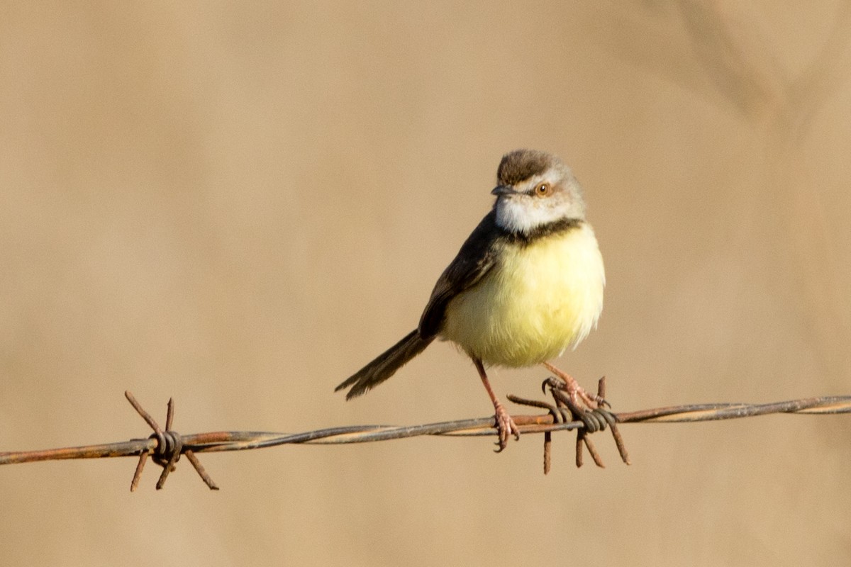 Black-chested Prinia - ML66723491