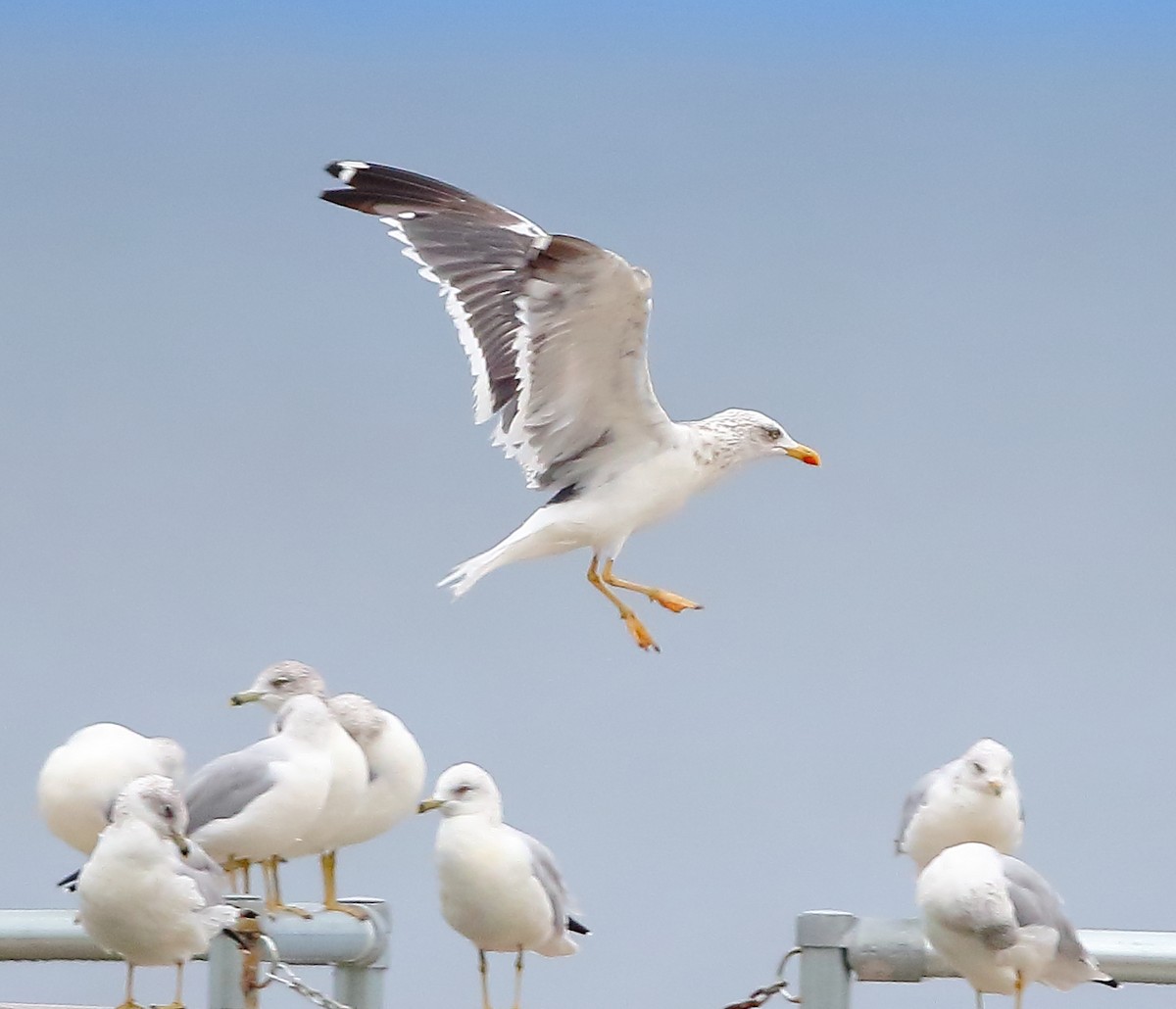 eBird Checklist - 11 Oct 2026 - Wheeler Dam--Locks - 23 species