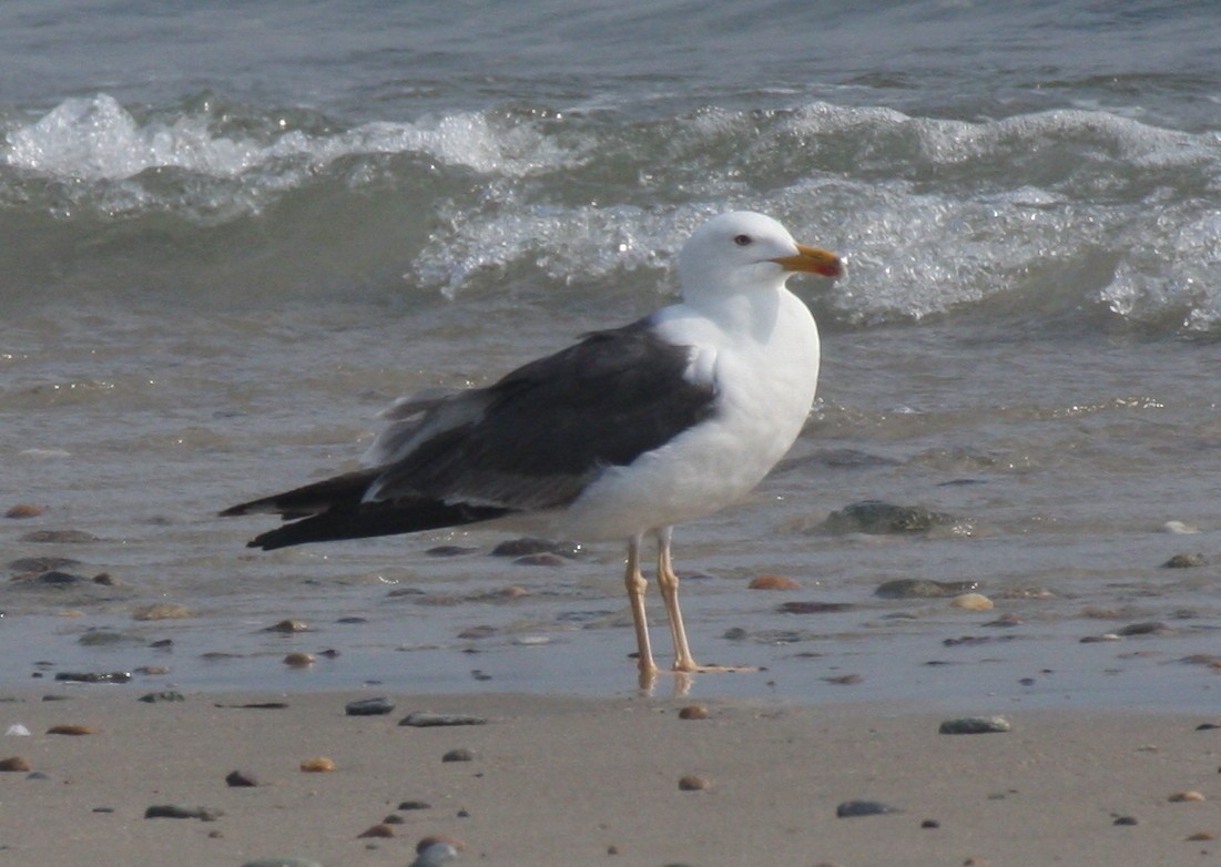 Lesser Black-backed Gull - ML66724611