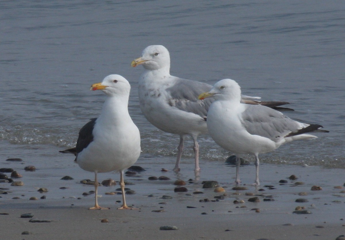 Lesser Black-backed Gull - ML66724621