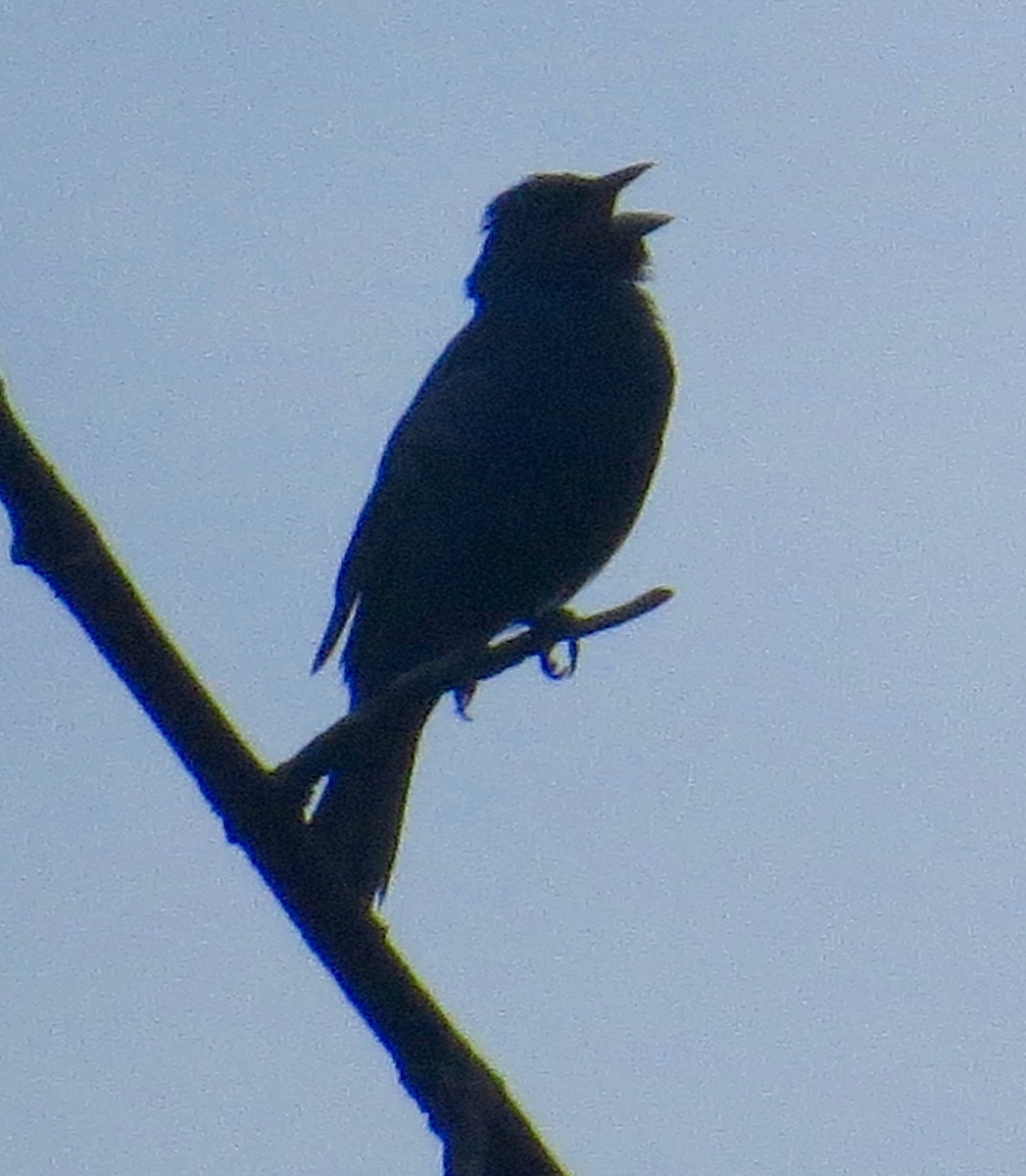 Indigo Bunting - ML66724841