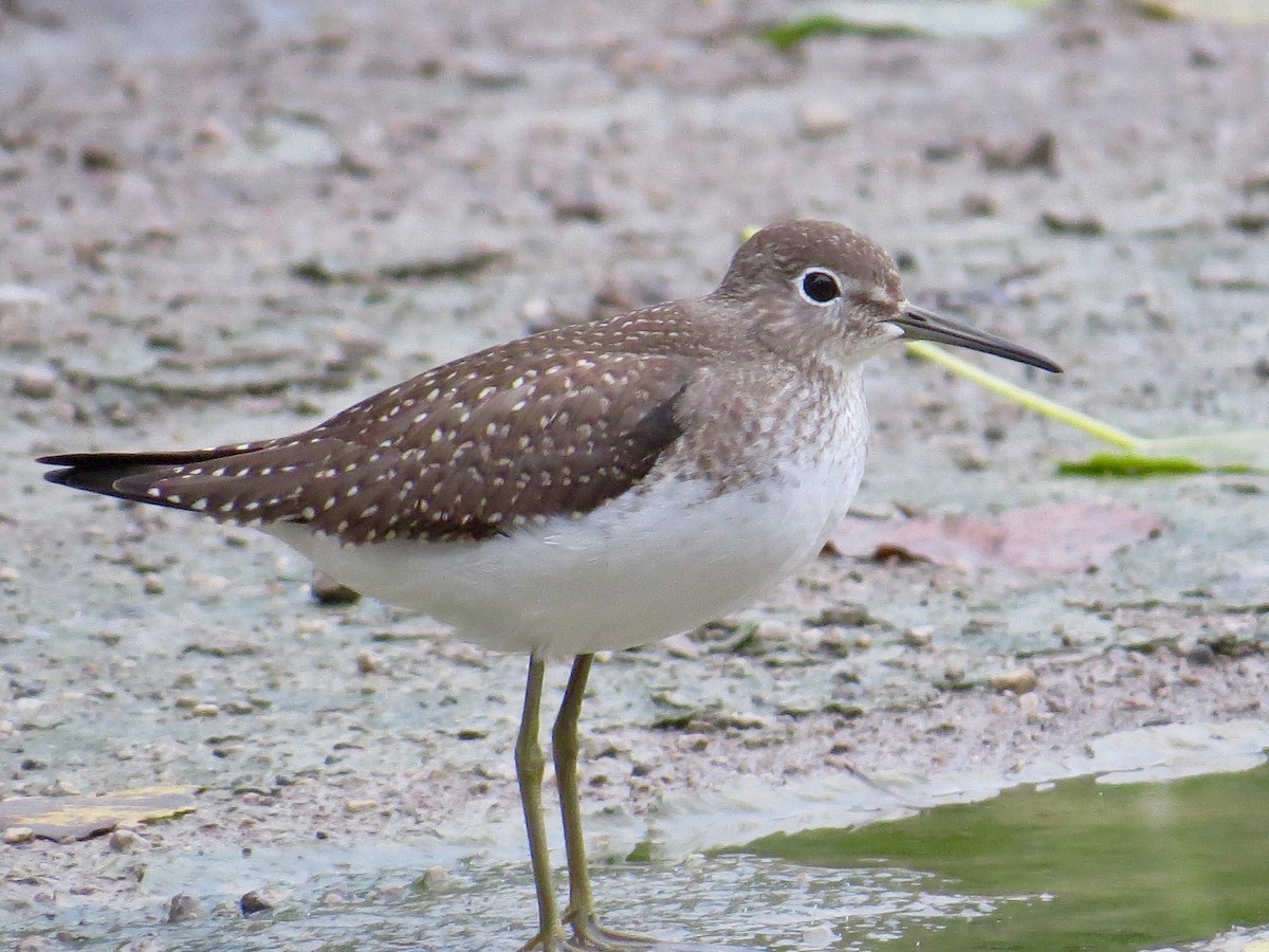 Solitary Sandpiper - ML66724861