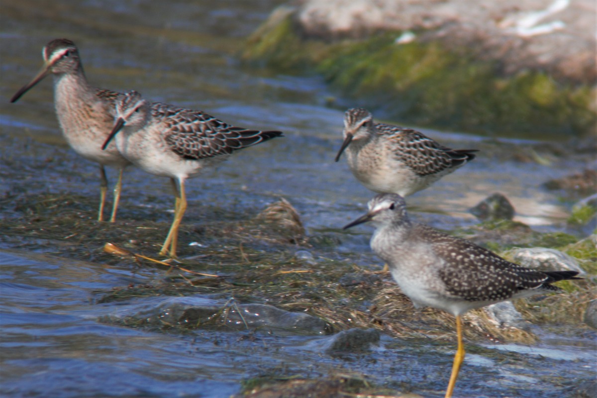 Stilt Sandpiper - Thomas Biteau