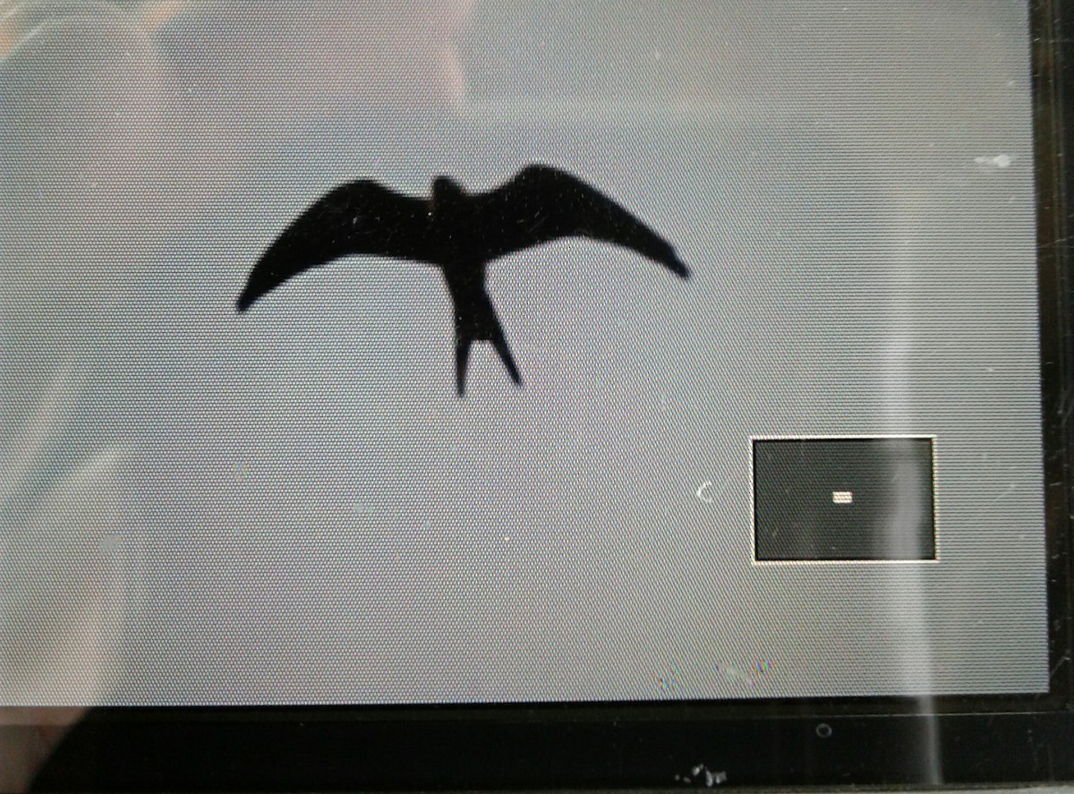 Swallow-tailed Kite - ML66725541