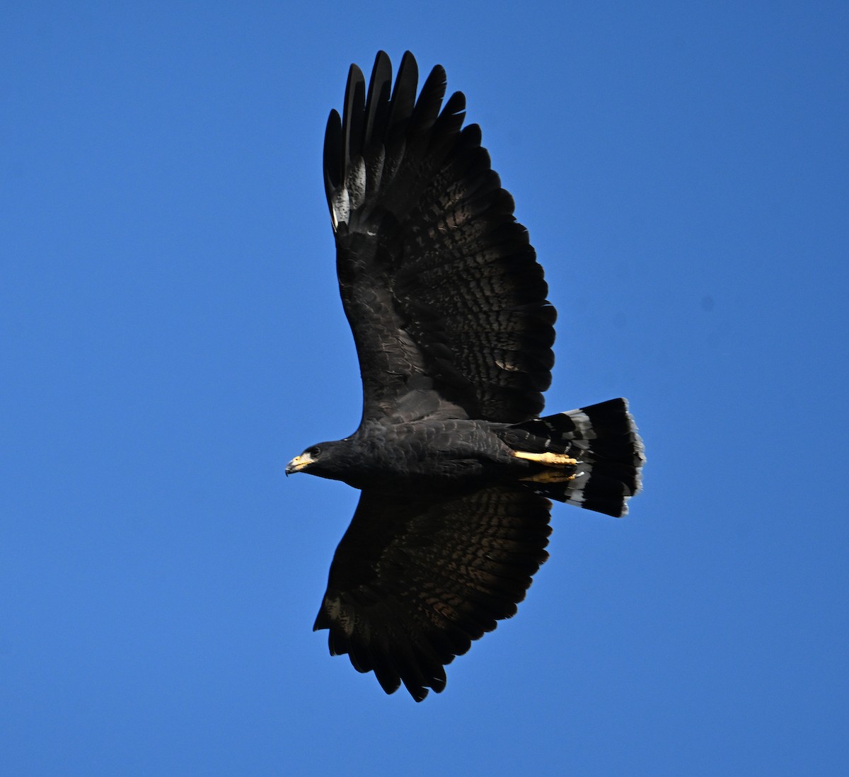 eBird Checklist - 19 Oct 2026 - Casa de San Pedro B&B--Visitors Welcome ...