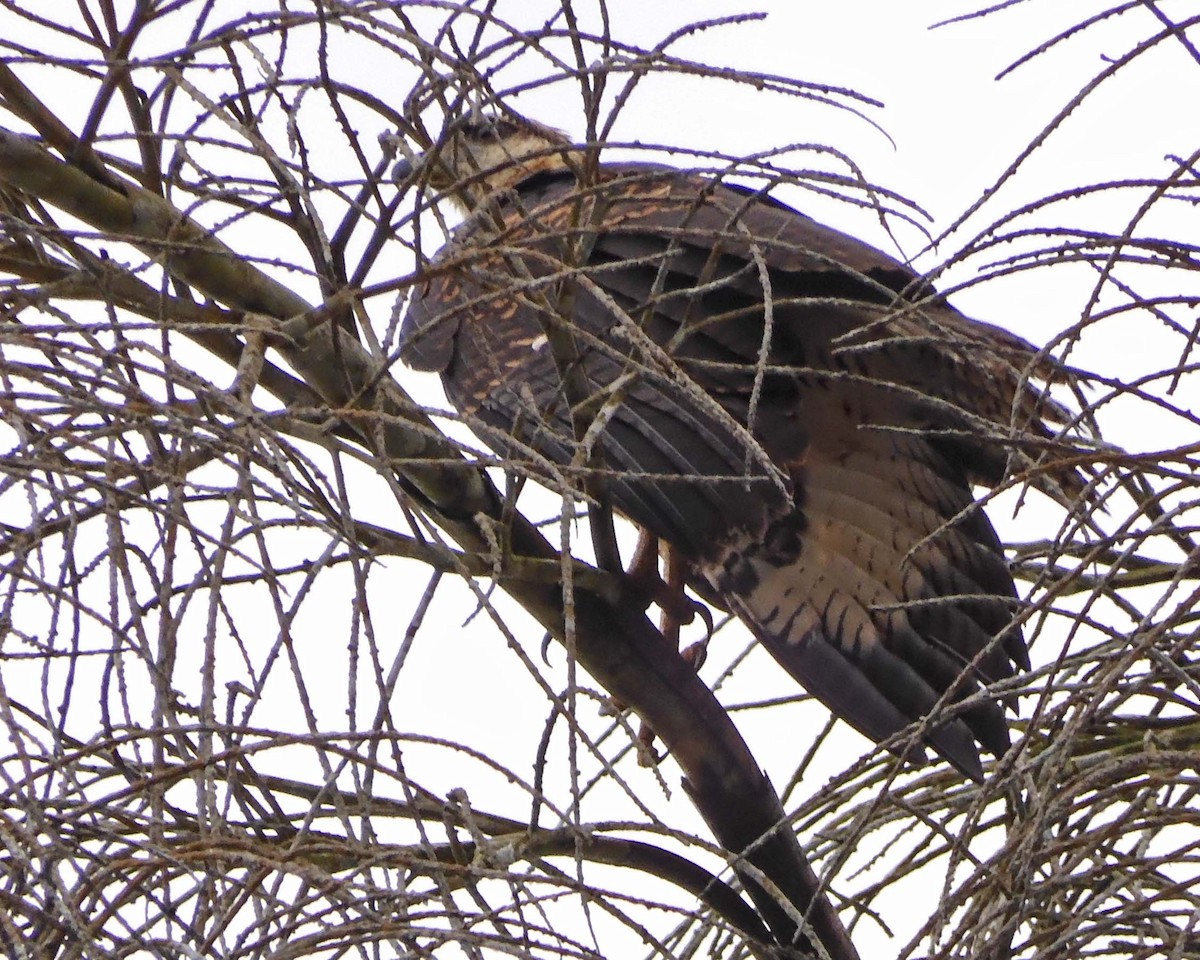 eBird Checklist - 13 Oct 2026 - Parque Municipal Summit - 33 species