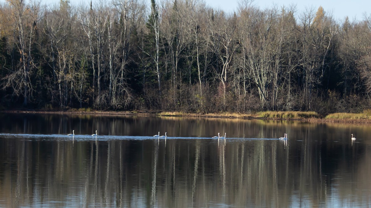 eBird Checklist - 20 Oct 2026 - Irma US-WI 45.35808, -89.72572 - 1 species