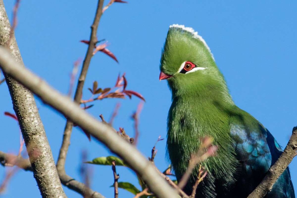 Knysna Turaco - ML66726771