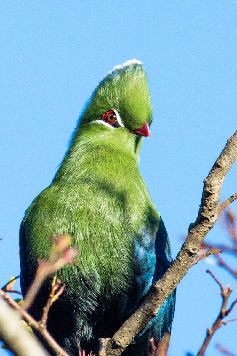 Knysna Turaco - ML66726781