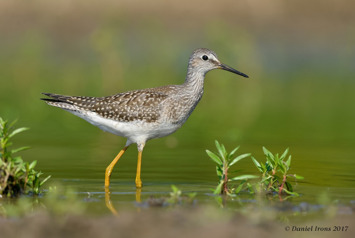 Lesser Yellowlegs - Daniel Irons