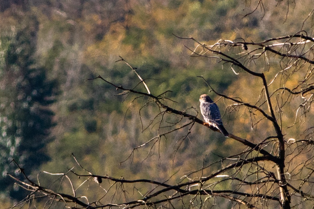 Lanner Falcon - ML66726851