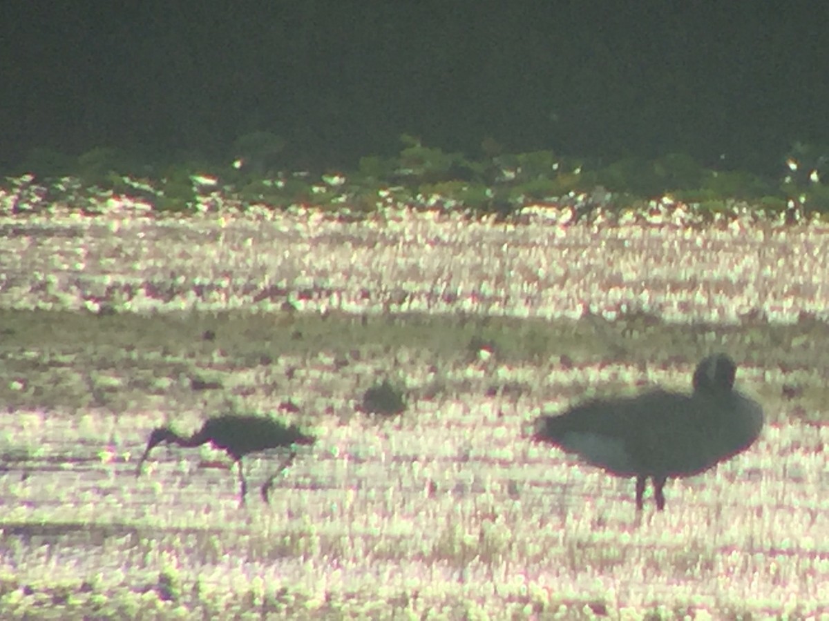 Glossy Ibis - ML66727101