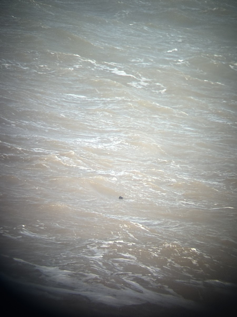eBird Checklist - 18 Oct 2026 - Spurn Bird Observatory Recording Area ...