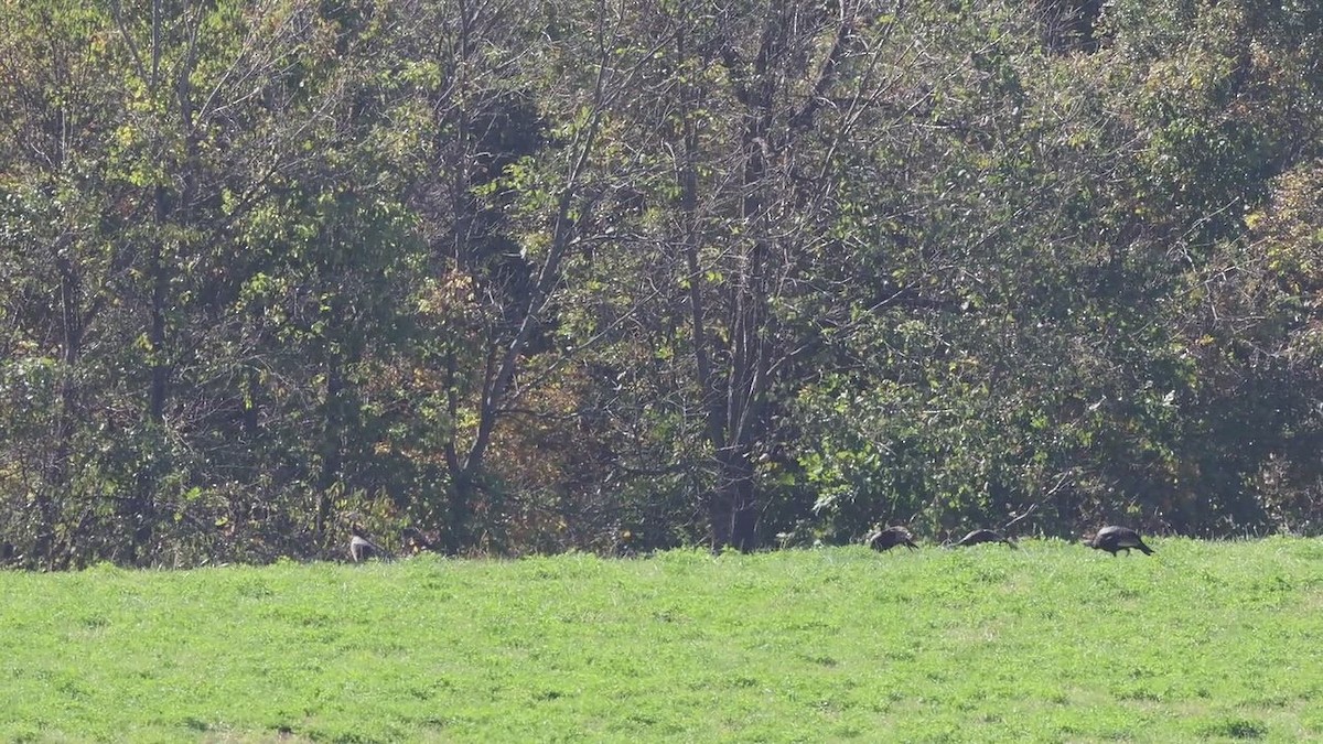 Pennsylvania Bird Atlas Checklist - 20 Oct 2026 - Elkhorn Rd. - 17 species