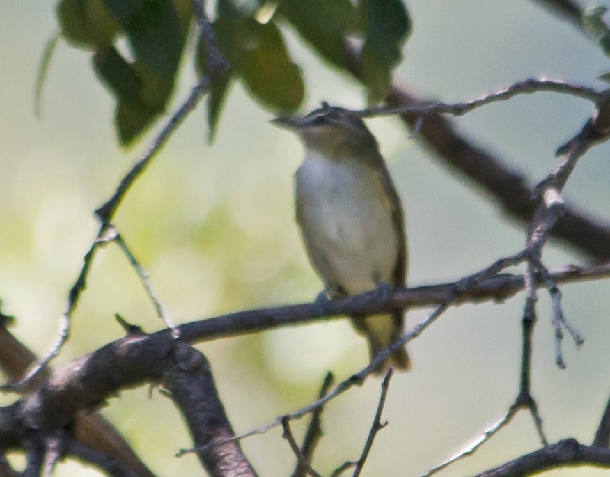 Red-eyed Vireo - ML66727821