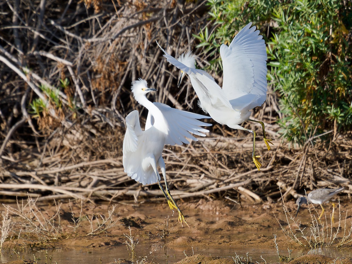eBird Checklist - 20 Oct 2026 - Veterans Oasis Park - 7 species