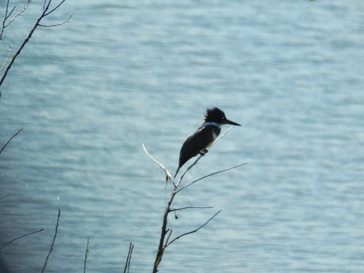 Belted Kingfisher - ML66729261