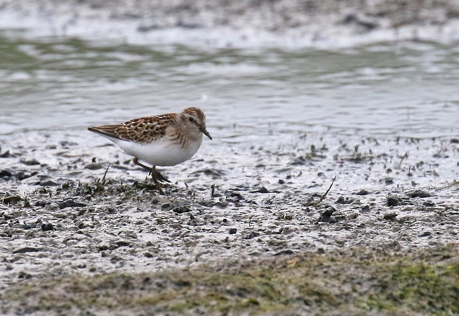Least Sandpiper - ML66729431