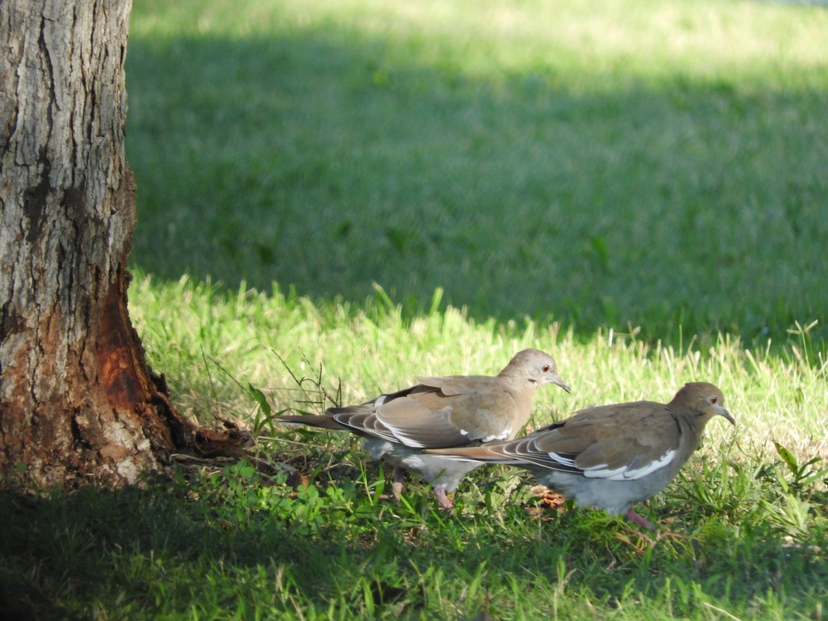 White-winged Dove - ML66729851