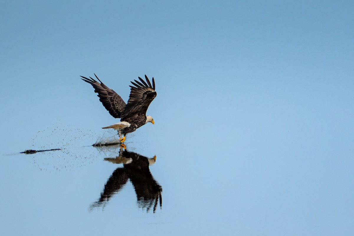 ML667299300 - Bald Eagle - Macaulay Library