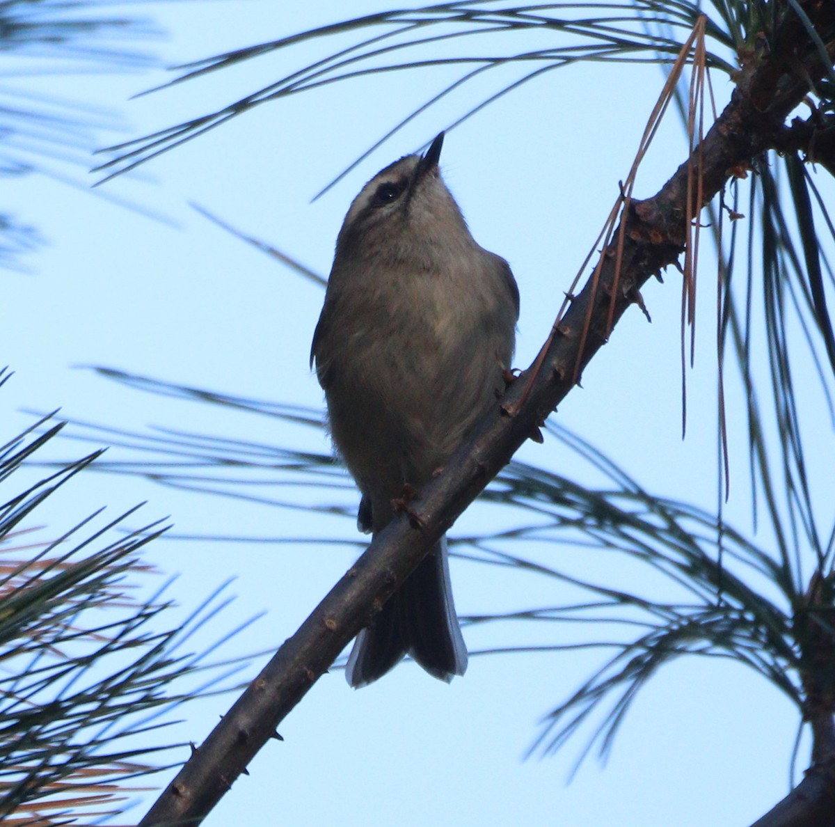 ML667304501 - Golden-crowned Kinglet - Macaulay Library