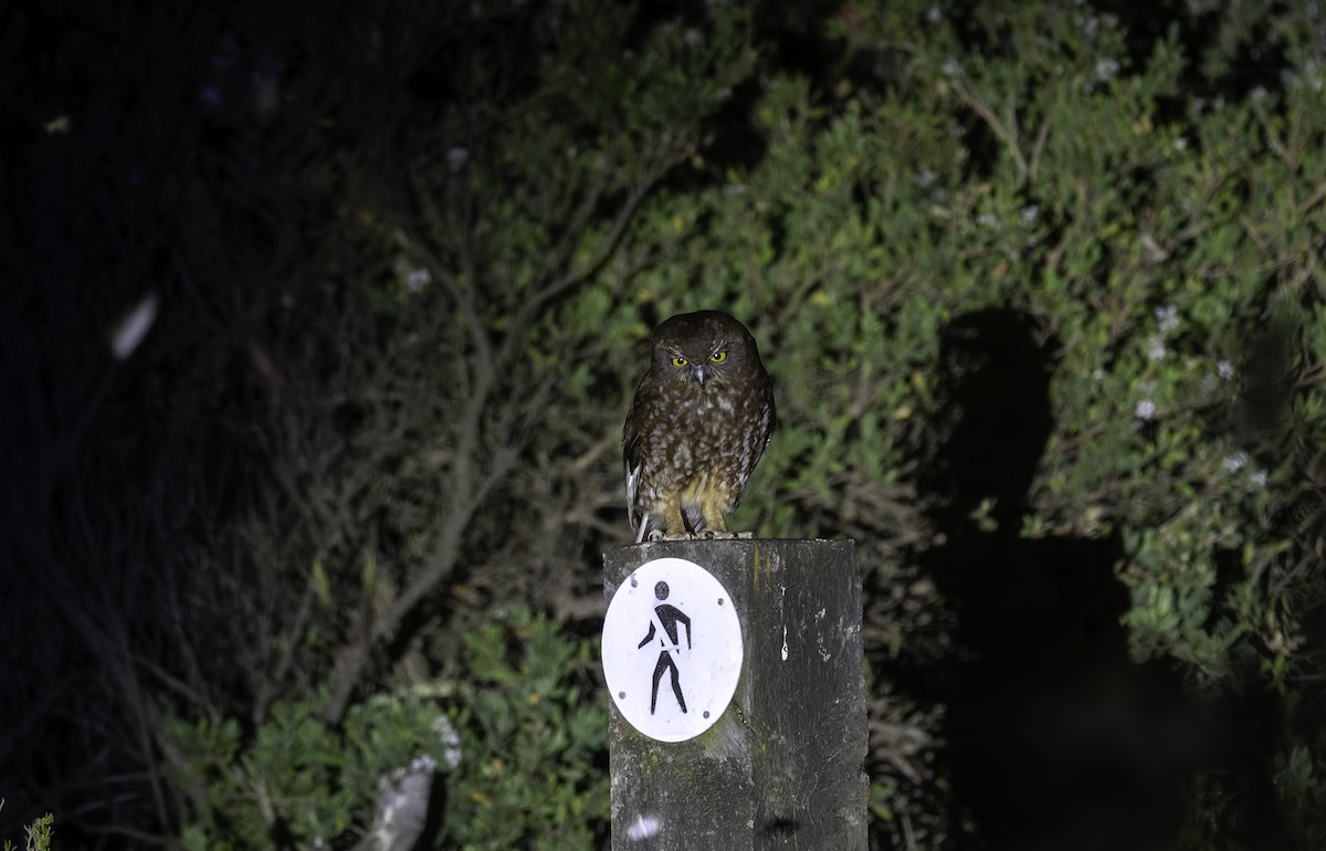 eBird Checklist - 11 Oct 2026 - Cape Liptrap Lighthouse - 1 species