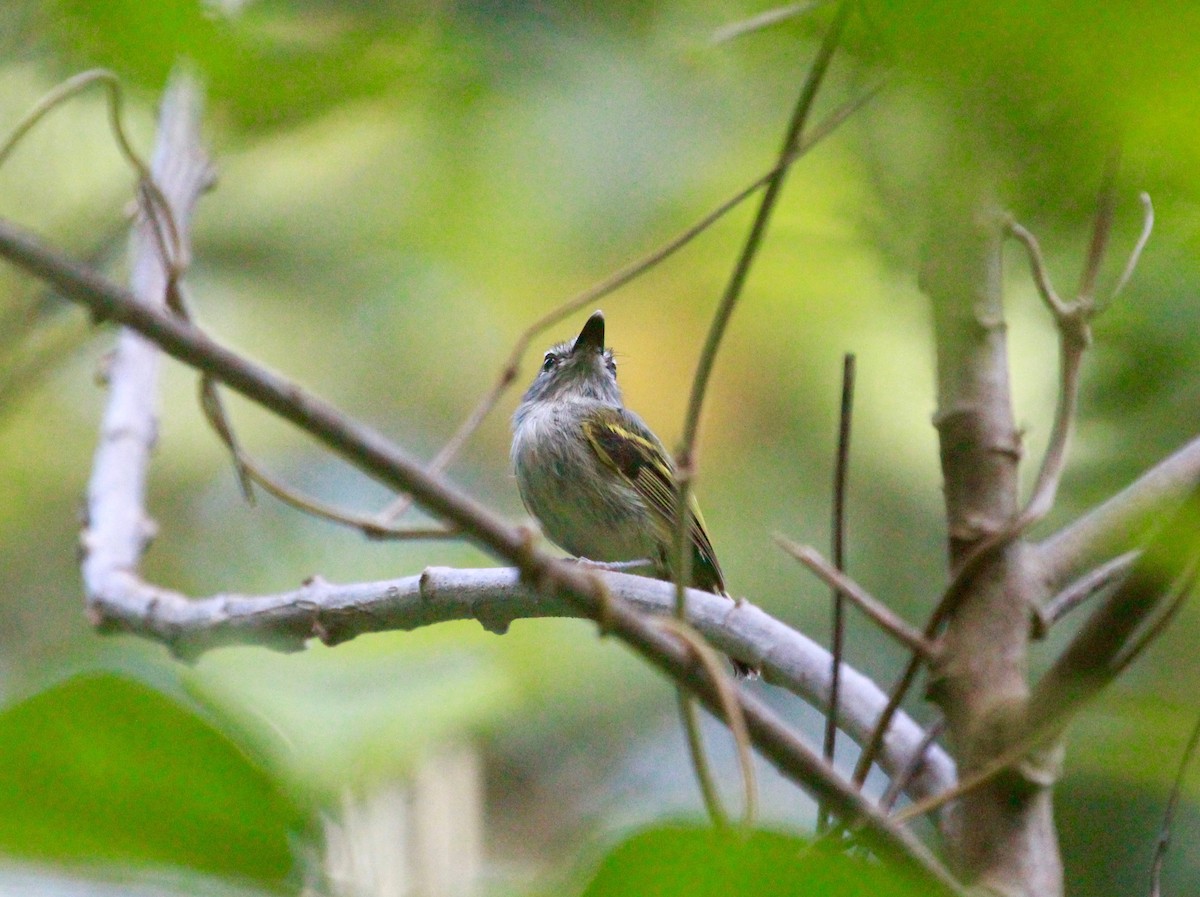 Slate-headed Tody-Flycatcher - ML66730821