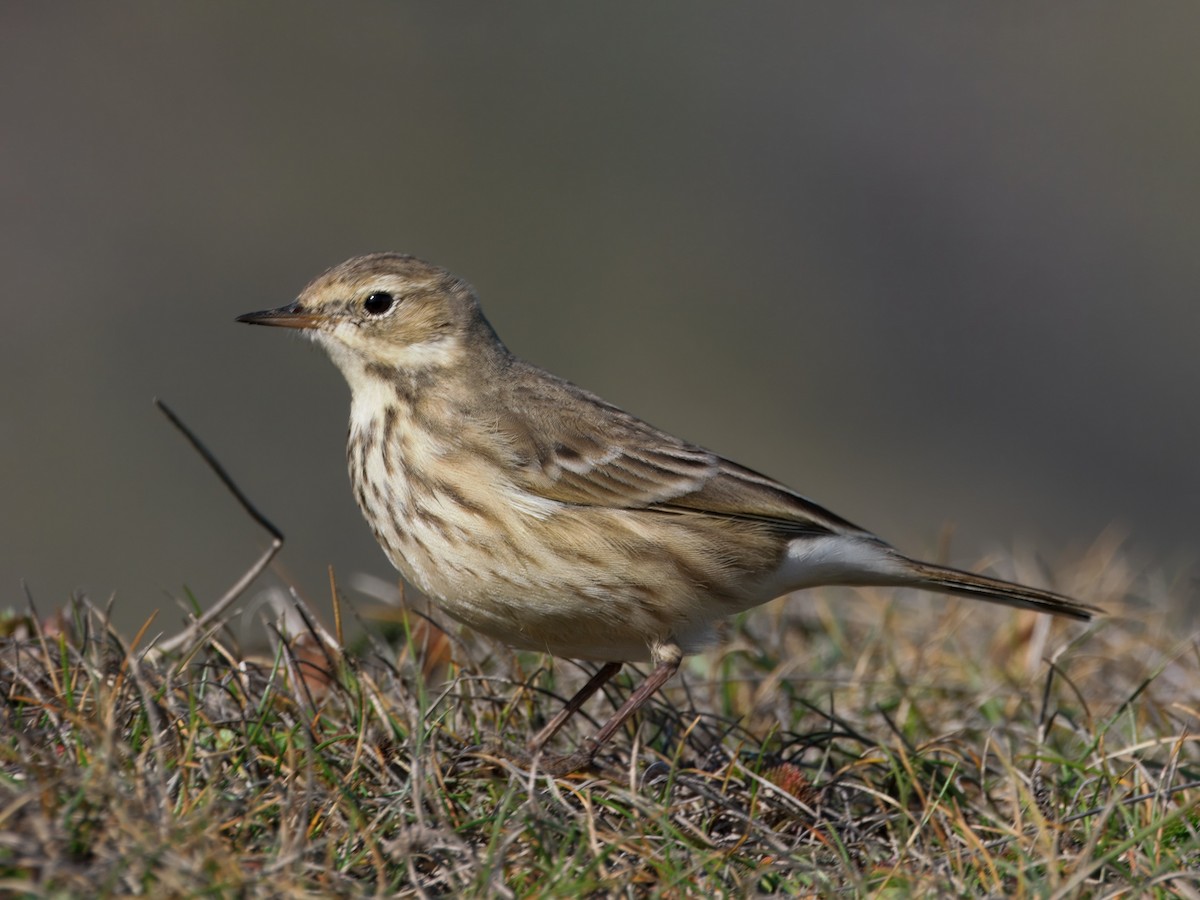 eBird Checklist - 20 Oct 2026 - Cape Blanco SP--Lighthouse - 4 species