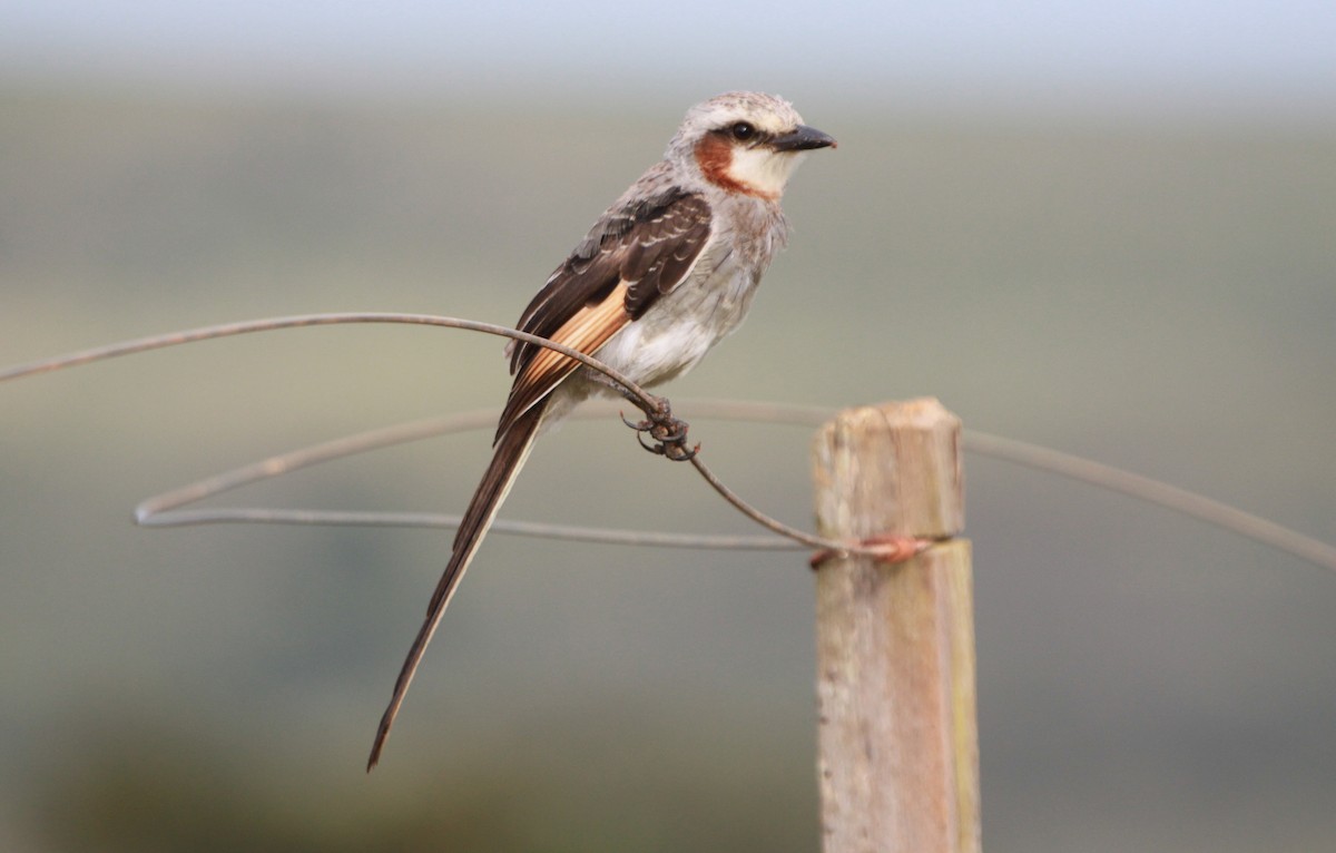 Streamer-tailed Tyrant - Alexander Lees