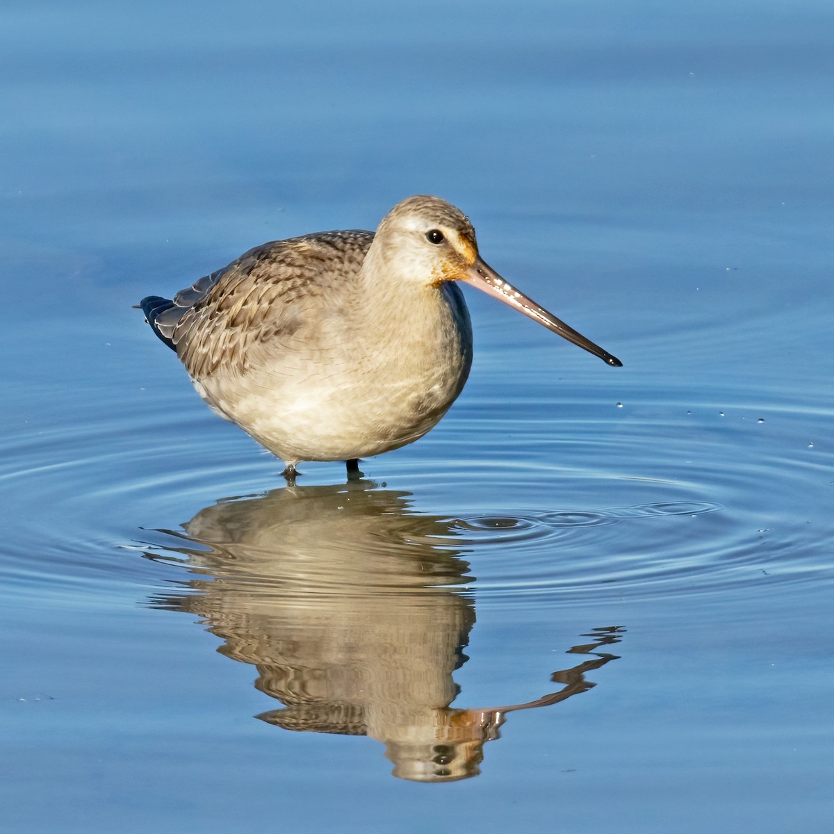 ML667318701 - Hudsonian Godwit - Macaulay Library