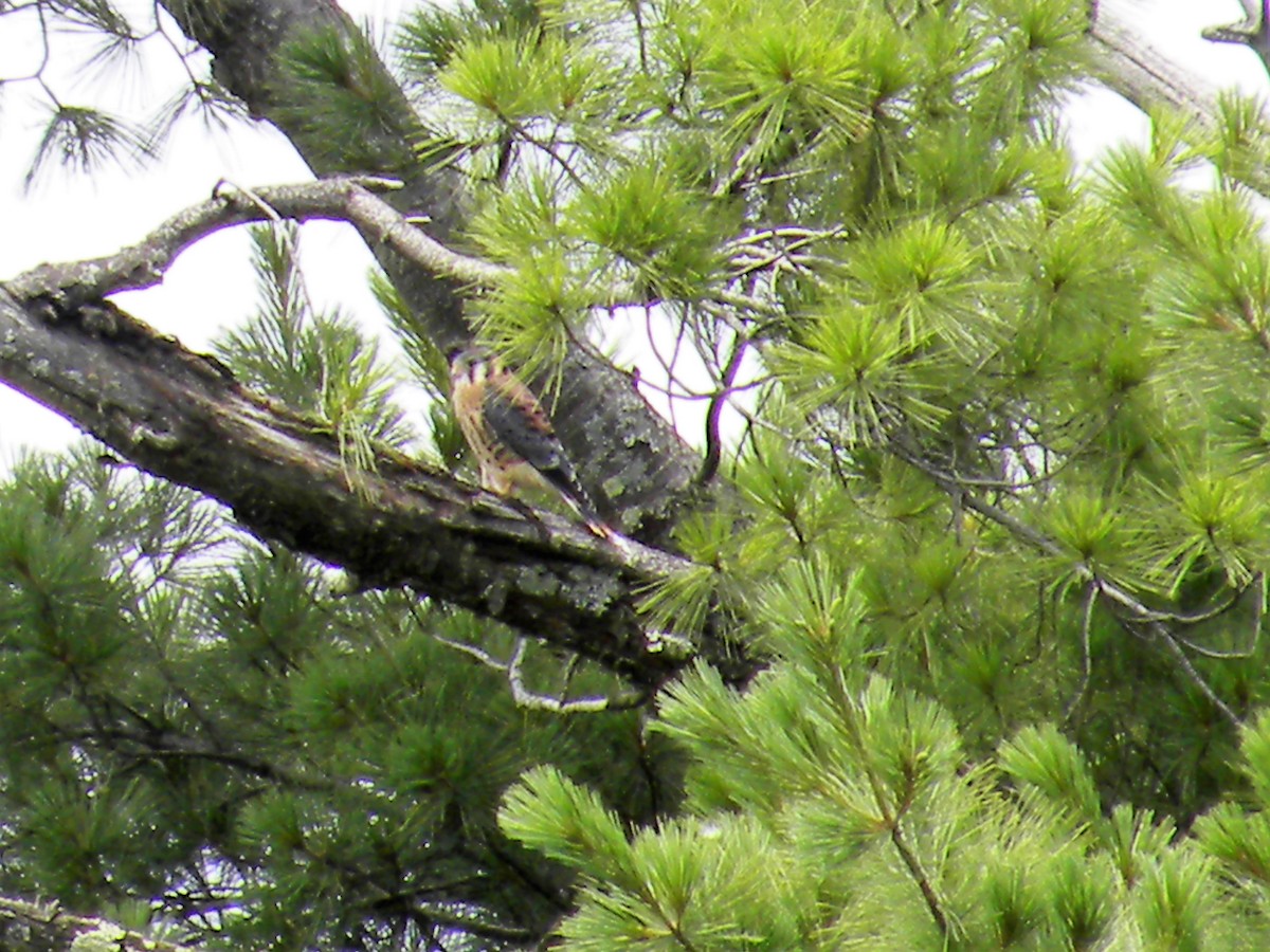 American Kestrel - ML66732241